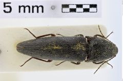 Foto (Dorsalansicht) von Melanotus burckhardti (Platia & Schimmel, 2001) (NHMW-ZOO-COL-0007735)